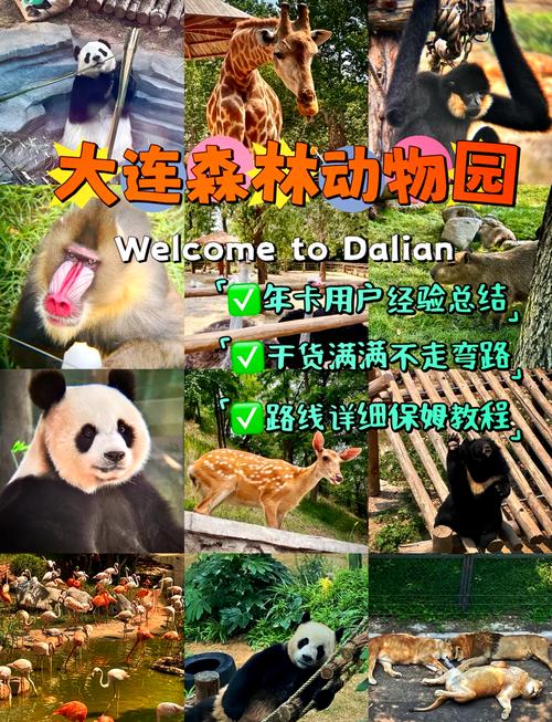 现在大连森林动物园门票多少钱?