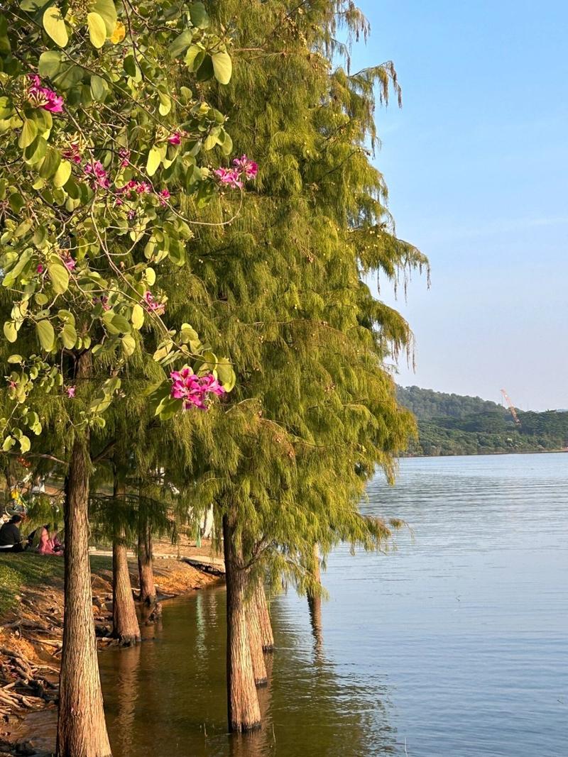 东莞松山湖风景区有着怎样绝美的景色?