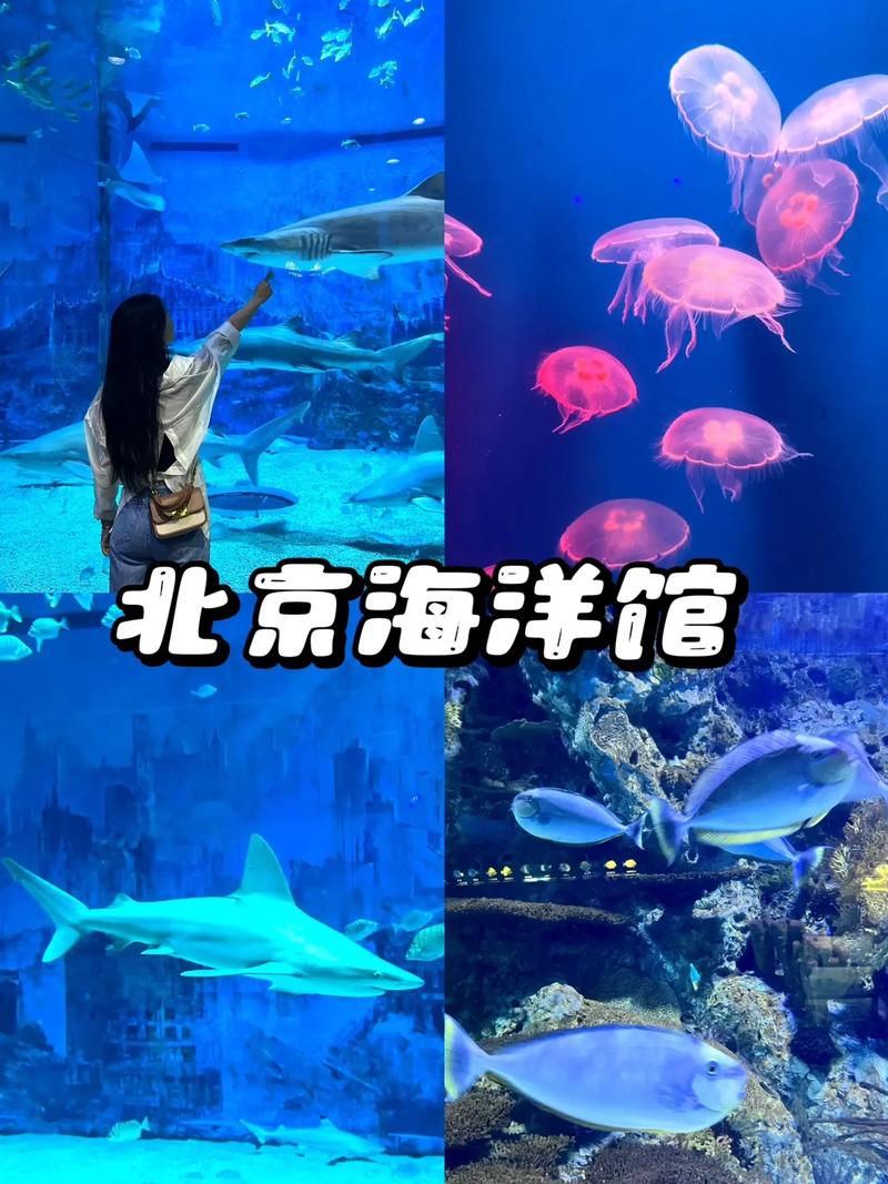 北京三个海洋馆哪个好