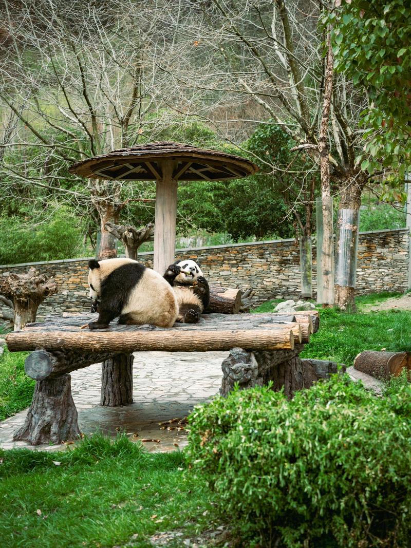 卧龙熊猫苑游玩攻略