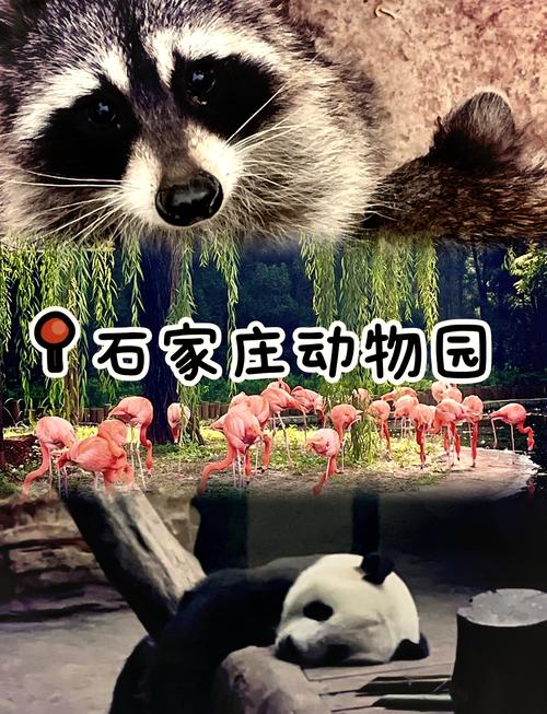 石家庄动物园门票哪里买便宜