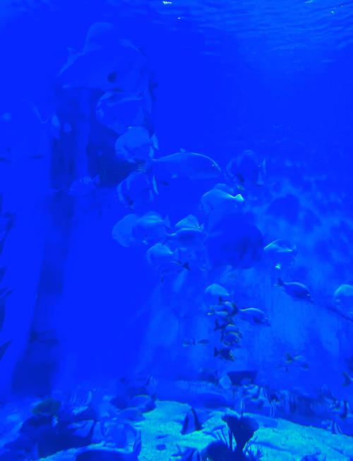 极地海洋世界门票怎么买合适